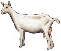 
Milking goat: Saanen.
